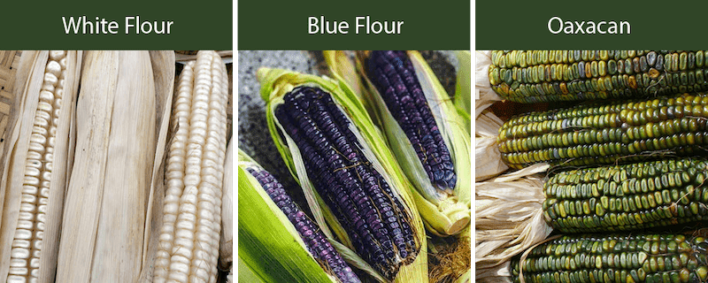 white flour corn-blue flour corn-oaxacan green flour corn varieties